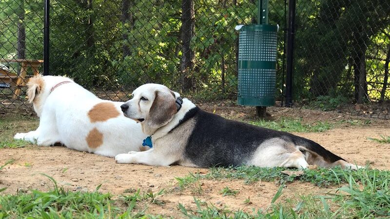 Precious 9 Memorial Dog Park