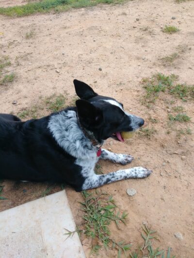 Precious 9 Memorial Dog Park