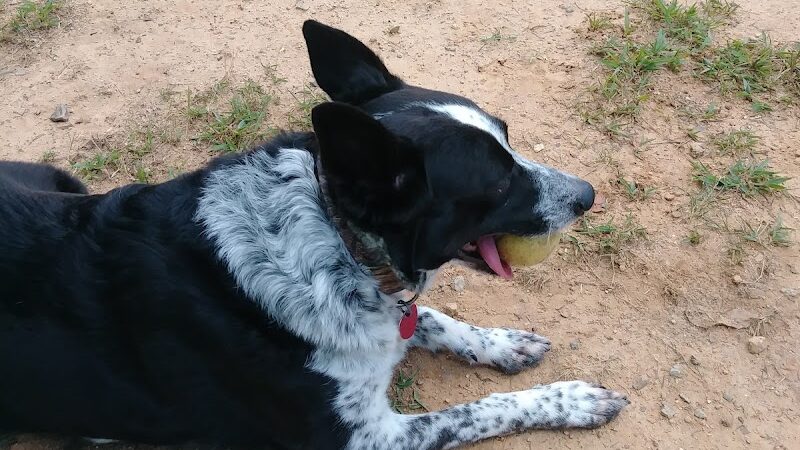 Precious 9 Memorial Dog Park