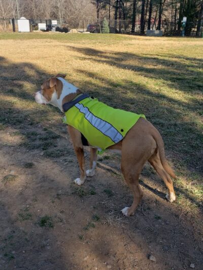 Precious 9 Memorial Dog Park