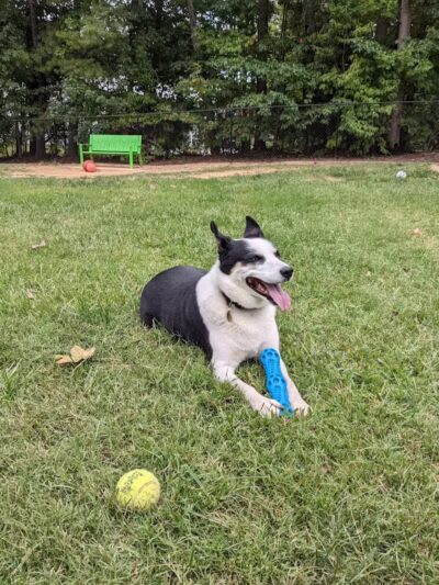 Precious 9 Memorial Dog Park