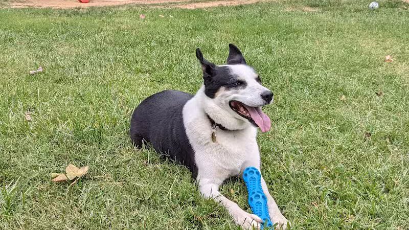 Precious 9 Memorial Dog Park