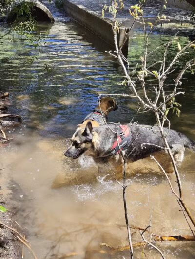 Rotary Glen Dog Park - Salt Lake City, UT