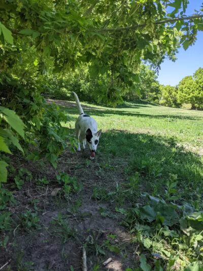 Rotary Glen Dog Park - Salt Lake City, UT