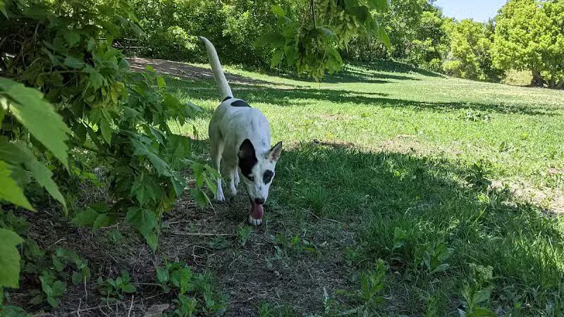 Rotary Glen Dog Park - Salt Lake City, UT