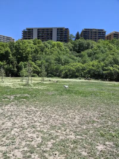 Rotary Glen Dog Park - Salt Lake City, UT
