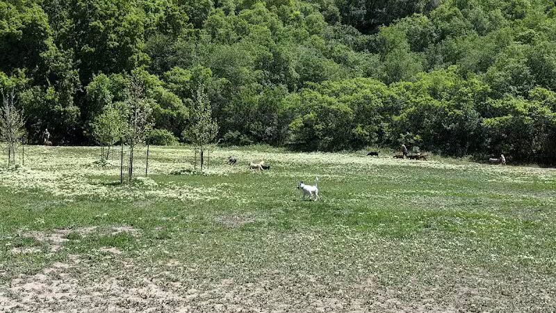Rotary Glen Dog Park - Salt Lake City, UT