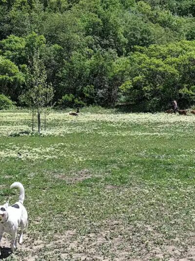 Rotary Glen Dog Park - Salt Lake City, UT