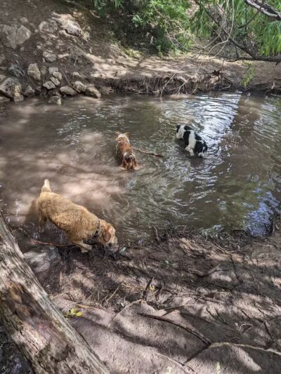Rotary Glen Dog Park - Salt Lake City, UT