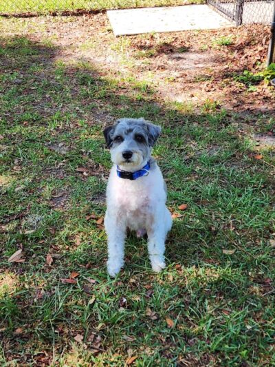 Rosewood Dog Park - San Antonio, FL