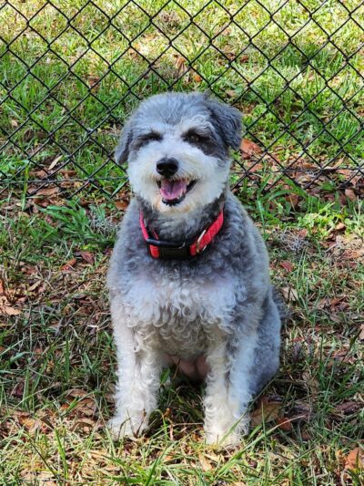 Rosewood Dog Park - San Antonio, FL