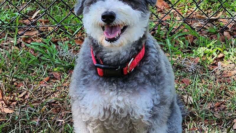 Rosewood Dog Park - San Antonio, FL