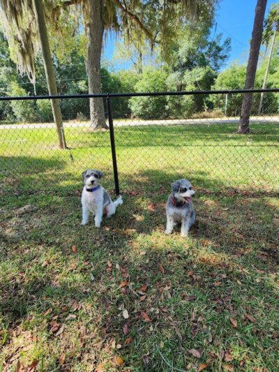 Rosewood Dog Park - San Antonio, FL