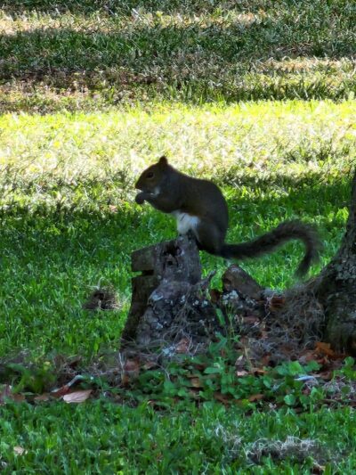 Rosewood Dog Park - San Antonio, FL
