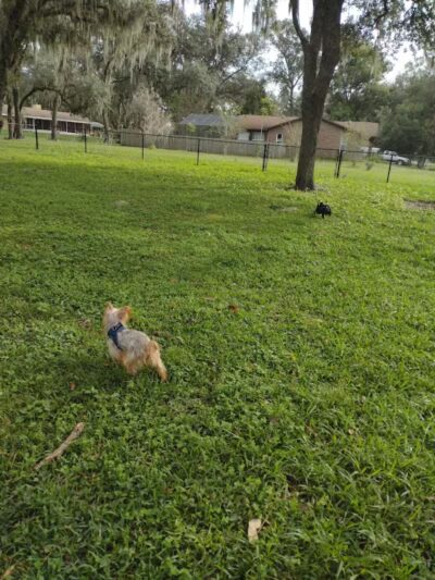 Rosewood Dog Park - San Antonio, FL