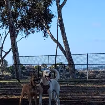 Torrey Highlands Dog Park - San Diego, CA