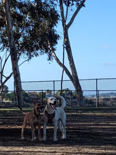 Torrey Highlands Dog Park - San Diego, CA