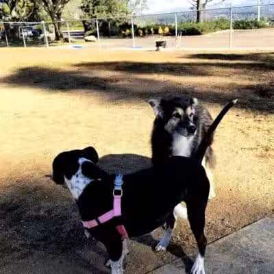 Torrey Highlands Dog Park - San Diego, CA