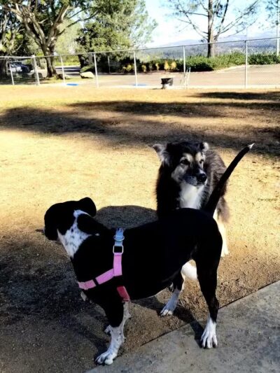 Torrey Highlands Dog Park - San Diego, CA