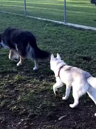 Torrey Highlands Dog Park - San Diego, CA