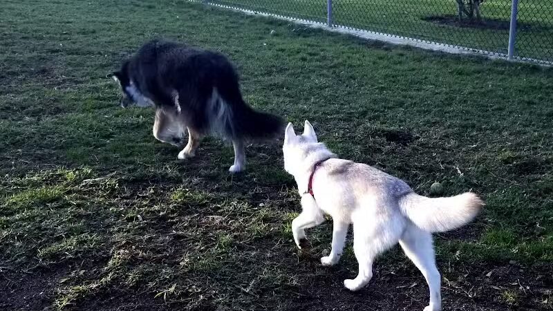 Torrey Highlands Dog Park - San Diego, CA