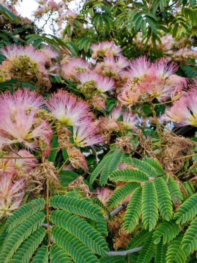 Torrey Highlands Dog Park - San Diego, CA