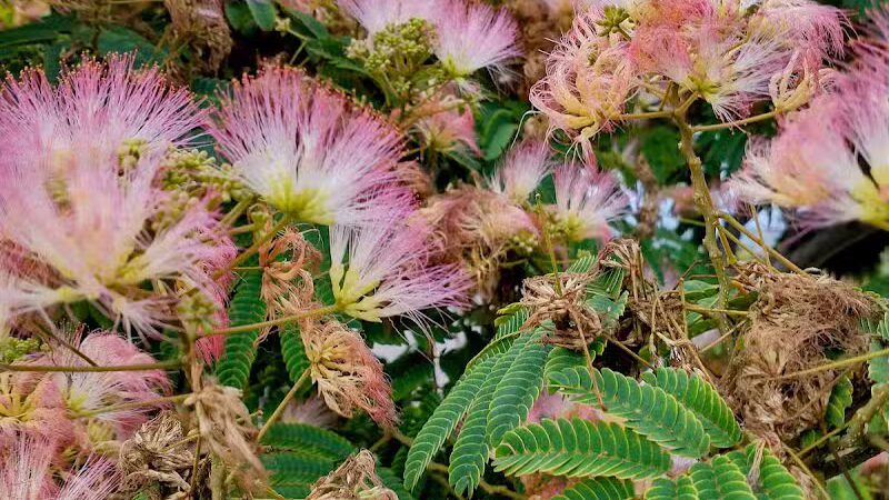 Torrey Highlands Dog Park - San Diego, CA