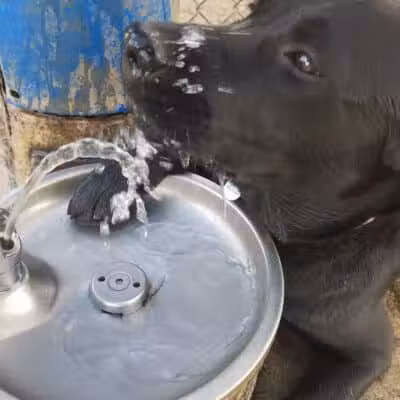 Torrey Highlands Dog Park - San Diego, CA