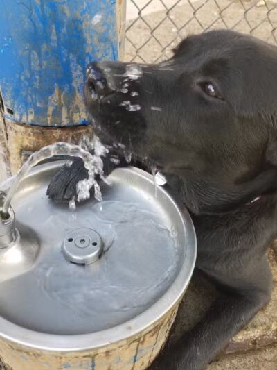 Torrey Highlands Dog Park - San Diego, CA