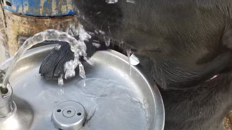 Torrey Highlands Dog Park - San Diego, CA