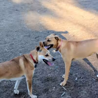 Torrey Highlands Dog Park - San Diego, CA