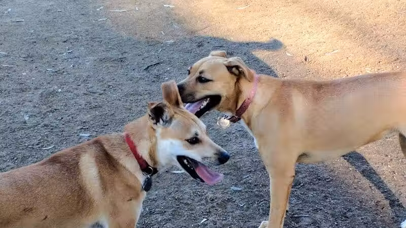 Torrey Highlands Dog Park - San Diego, CA