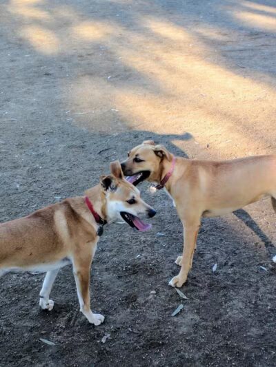 Torrey Highlands Dog Park - San Diego, CA