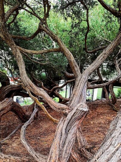 Francisco Park - San Francisco, CA