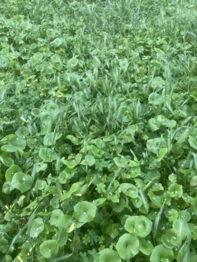 GGP Dog Play Area 1 - San Francisco, CA