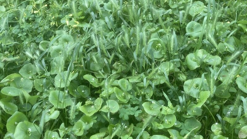 GGP Dog Play Area 1 - San Francisco, CA