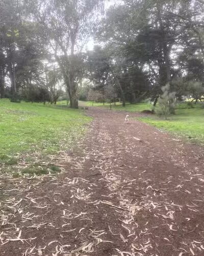 GGP Dog Play Area 1 - San Francisco, CA