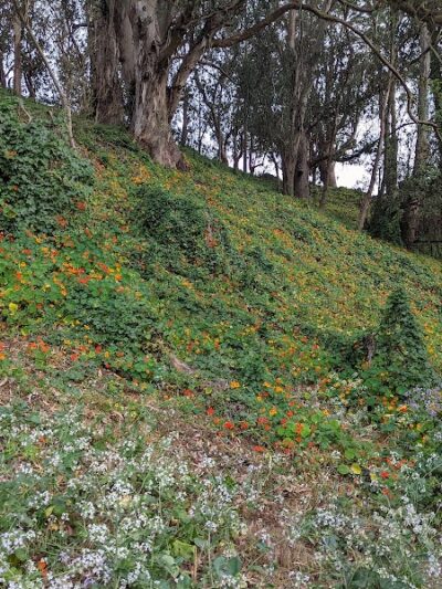 Pine Lake Park - San Francisco, CA