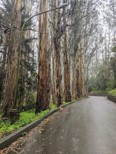 Pine Lake Park - San Francisco, CA