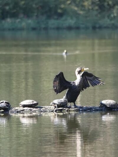 Pine Lake Park - San Francisco, CA