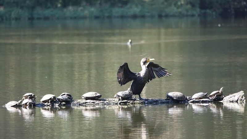 Pine Lake Park - San Francisco, CA
