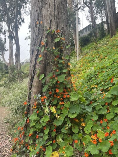 Pine Lake Park - San Francisco, CA