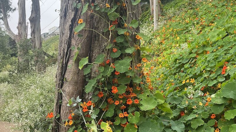 Pine Lake Park - San Francisco, CA