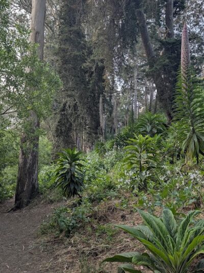 Pine Lake Park - San Francisco, CA