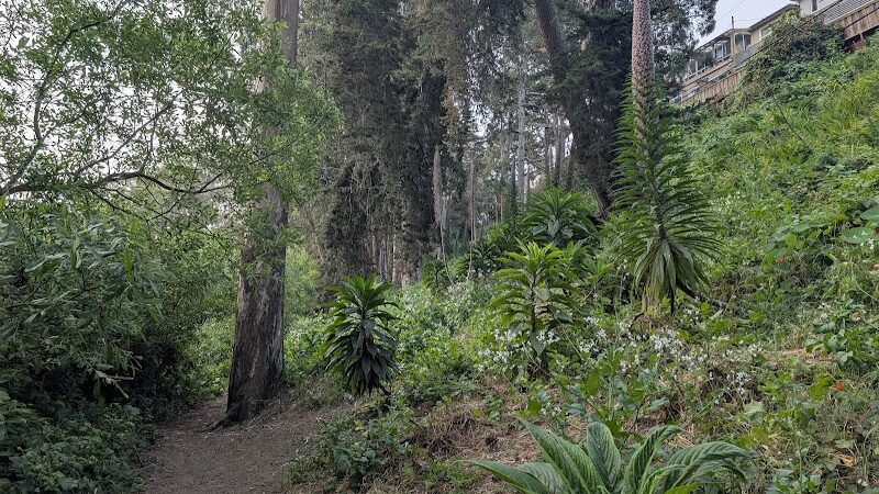 Pine Lake Park - San Francisco, CA