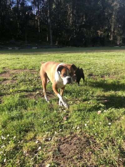 Pine Lake Park - San Francisco, CA