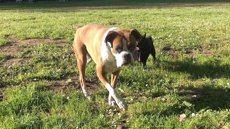 Pine Lake Park - San Francisco, CA