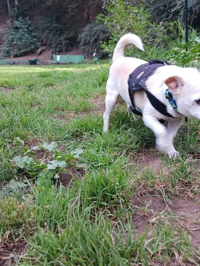 Upper Douglass Dog Play Area - San Francisco, CA