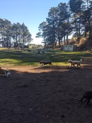 Upper Douglass Dog Play Area - San Francisco, CA