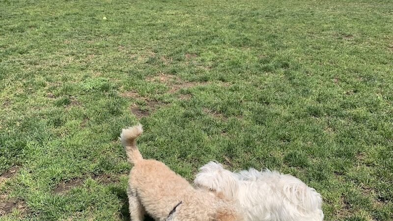 Upper Douglass Dog Play Area - San Francisco, CA